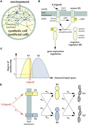 Chemical Neural Networks Inside Synthetic Cells? A Proposal for Their Realization and Modeling